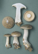 Clitocybe nebularis Mushroom