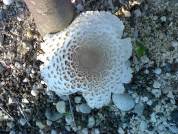 Lepiota americana2