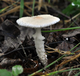 Lepiota clypeolaria2