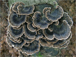 Trametes versicolor