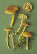 Hygrocybe laetus Mushroom