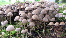 Coprinus disseminatus2