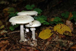 Amanita citrina 7