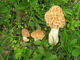 Morchella esculenta 3