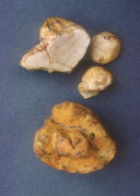Rhizopogon occidentalis Mushroom