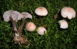 Mycena pura5