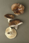 Russula densifolia 4 Mushroom