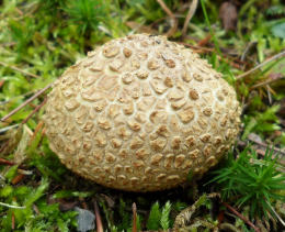 Scleroderma citrinum3