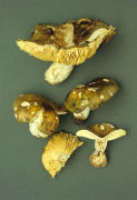 Russula alutacea Mushroom