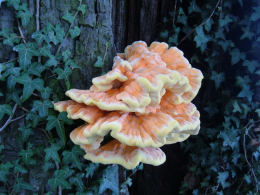 Laetiporus sulphureus   008