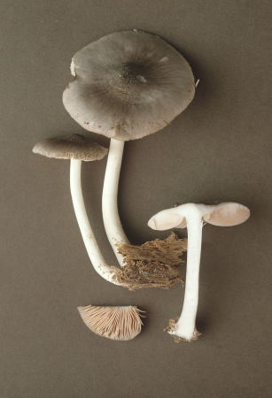 http://www.rogersmushrooms.com/MediaPath/079B350F90764F15874581E43A611D16.jpg