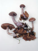 Cortinarius azureovelatus GK Mushroom