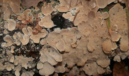 Stereum rugosum3