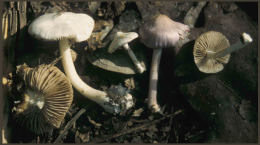 Inocybe geophylla