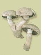 Agaricus littoralis GK Mushroom