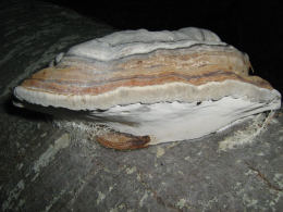 Fomes fomentarius 7