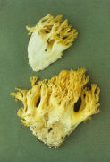 Ramaria flava2 Mushroom