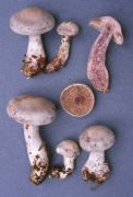 Cortinarius lilacinus Mushroom