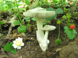 Amanita vaginata var alba014