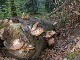 Polyporus squamosus 8