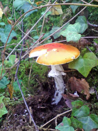 Amanita muscaria var formosa2