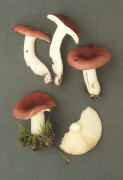 Russula aquosa 3 Mushroom
