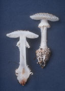 Amanita cokeri3 Mushroom