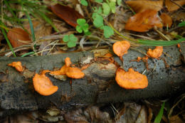 Pycnoporus cinnabarinus2