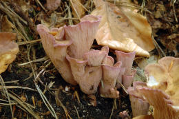 Gomphus clavatus2