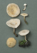 Clitocybe rivulosa3 Mushroom