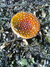 Amanita muscaria 26