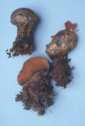 Pisolithus tinctorius Mushroom