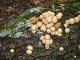 Lycoperdon pyriforme2