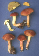 Boletus subglabripes3 Mushroom