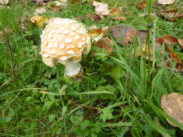 Amanita muscaria 26