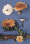 Polyporus various3 Mushroom