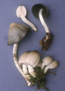 Coprinus atramentarius Mushroom