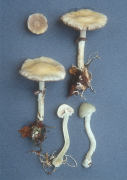 Stropharia cyanea2 Mushroom