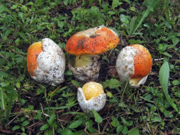 Amanita caesaria Fld