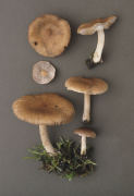 Inocybe flocculosa2 Mushroom