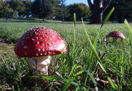 Amanita muscaria 26