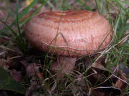 Lactarius torminosus