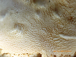 Polyporus squamosus 8