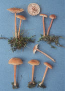 Laccaria laccata var pallidifolia2 Mushroom