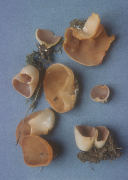 Peziza succosa Mushroom