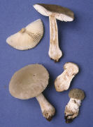 Amanita farinosa Mushroom