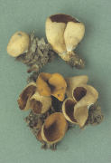 Otidea cochleata Mushroom