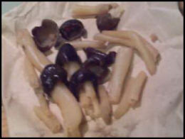 Verpa conica5