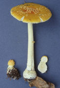Amanita frostiana Mushroom