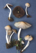 Psathyrella candolleana Mushroom